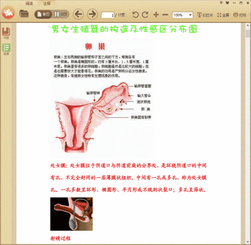 男女生殖器及性感区图解
